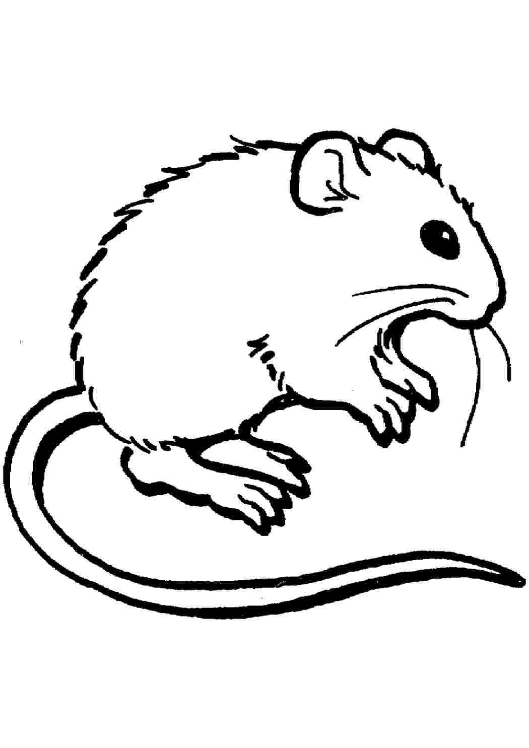 Рисунок крысы карандашом для срисовки