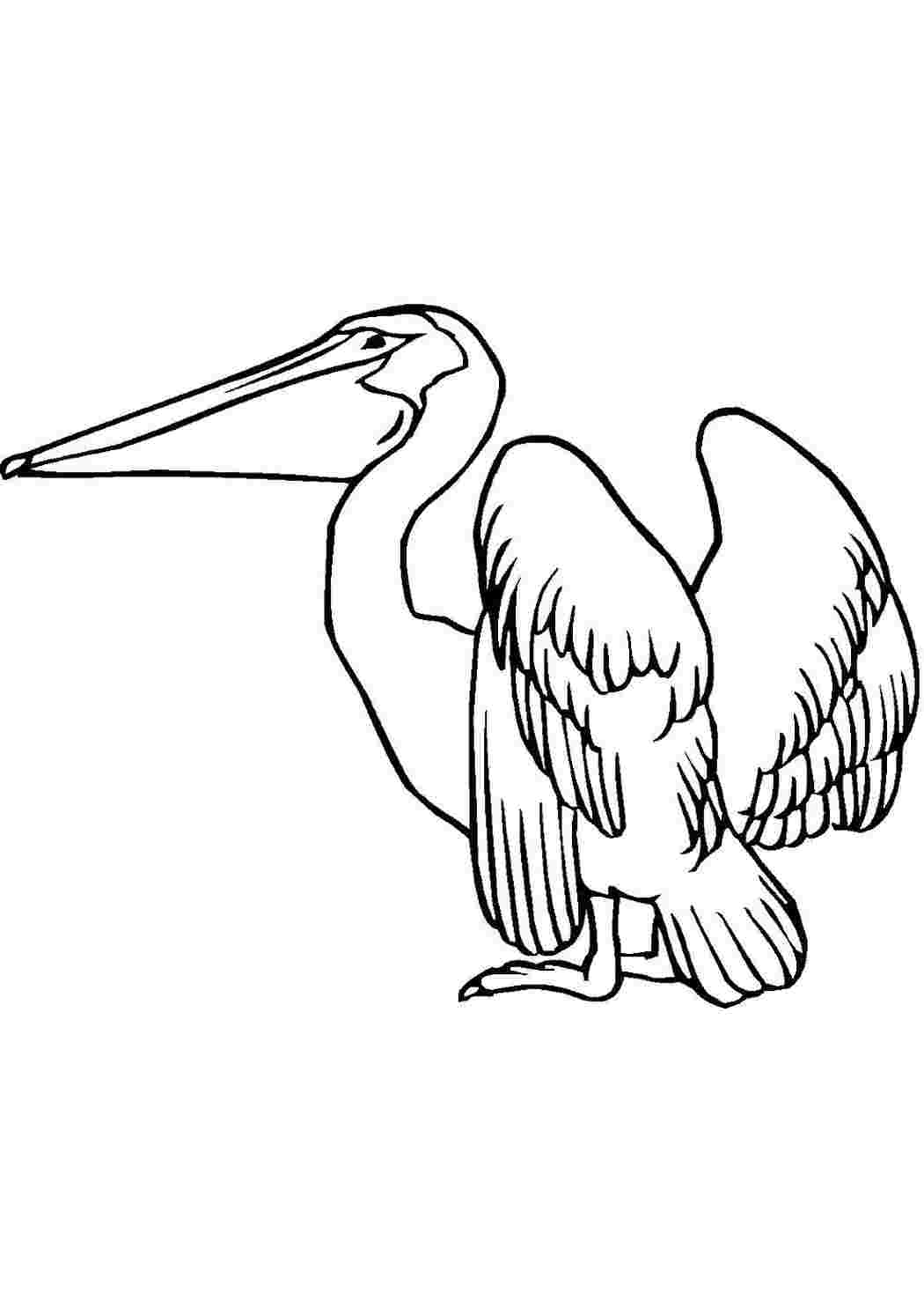 Пеликан поэтапно рисунок