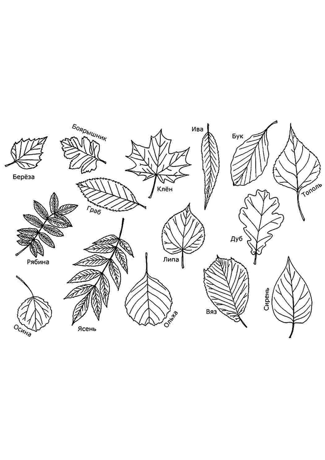 Зарисовки листьев различных пород