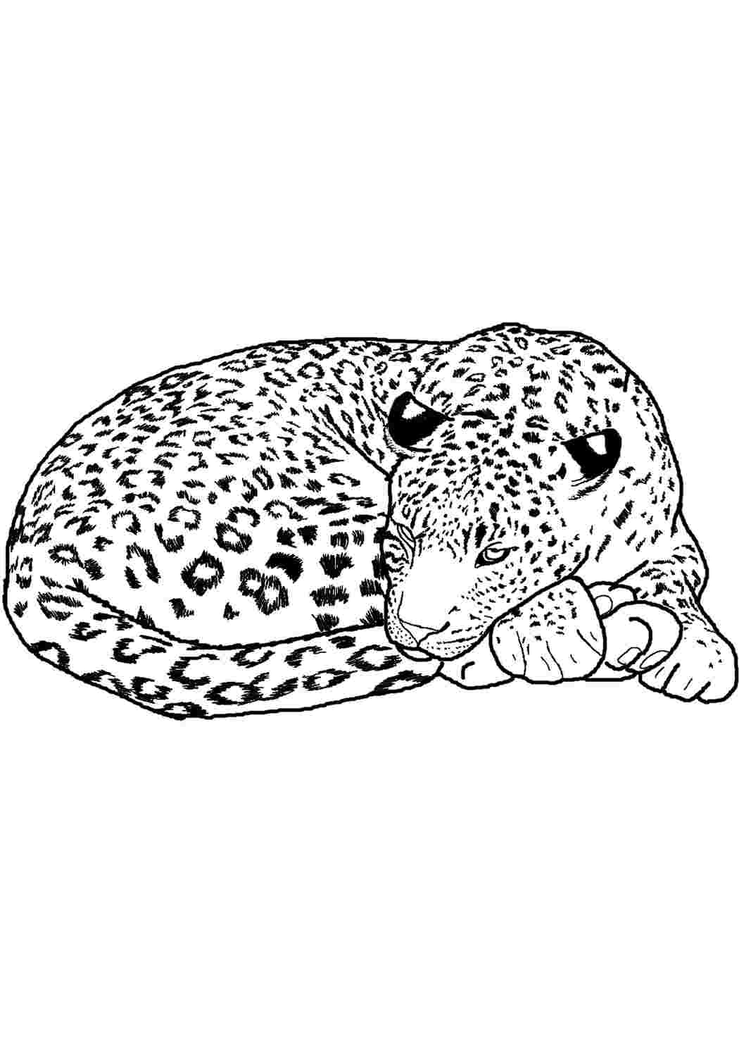 Леопард раскраска сложная