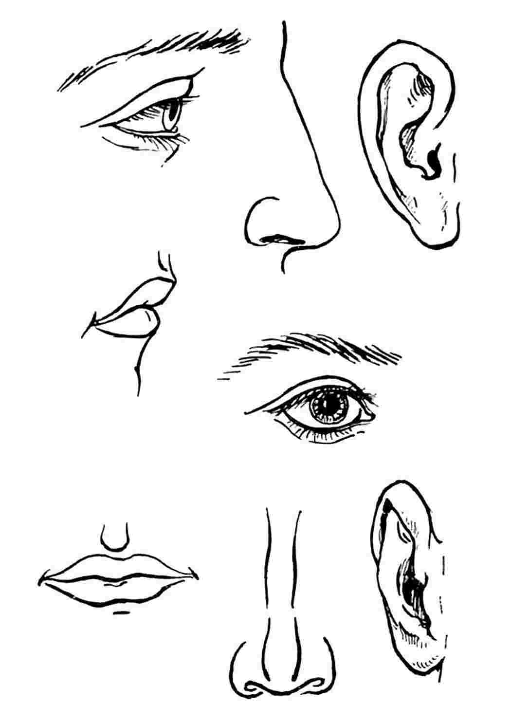 Отдельные части лица карандашом