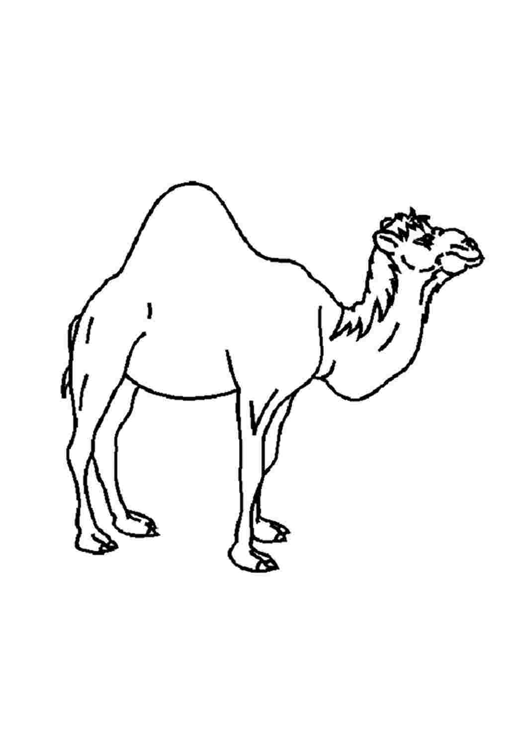 Верблюд рисунок для детей раскраска