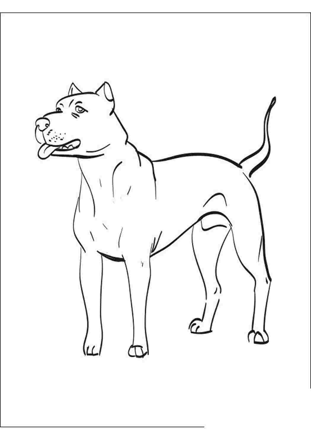 Раскраска собачка Доберман