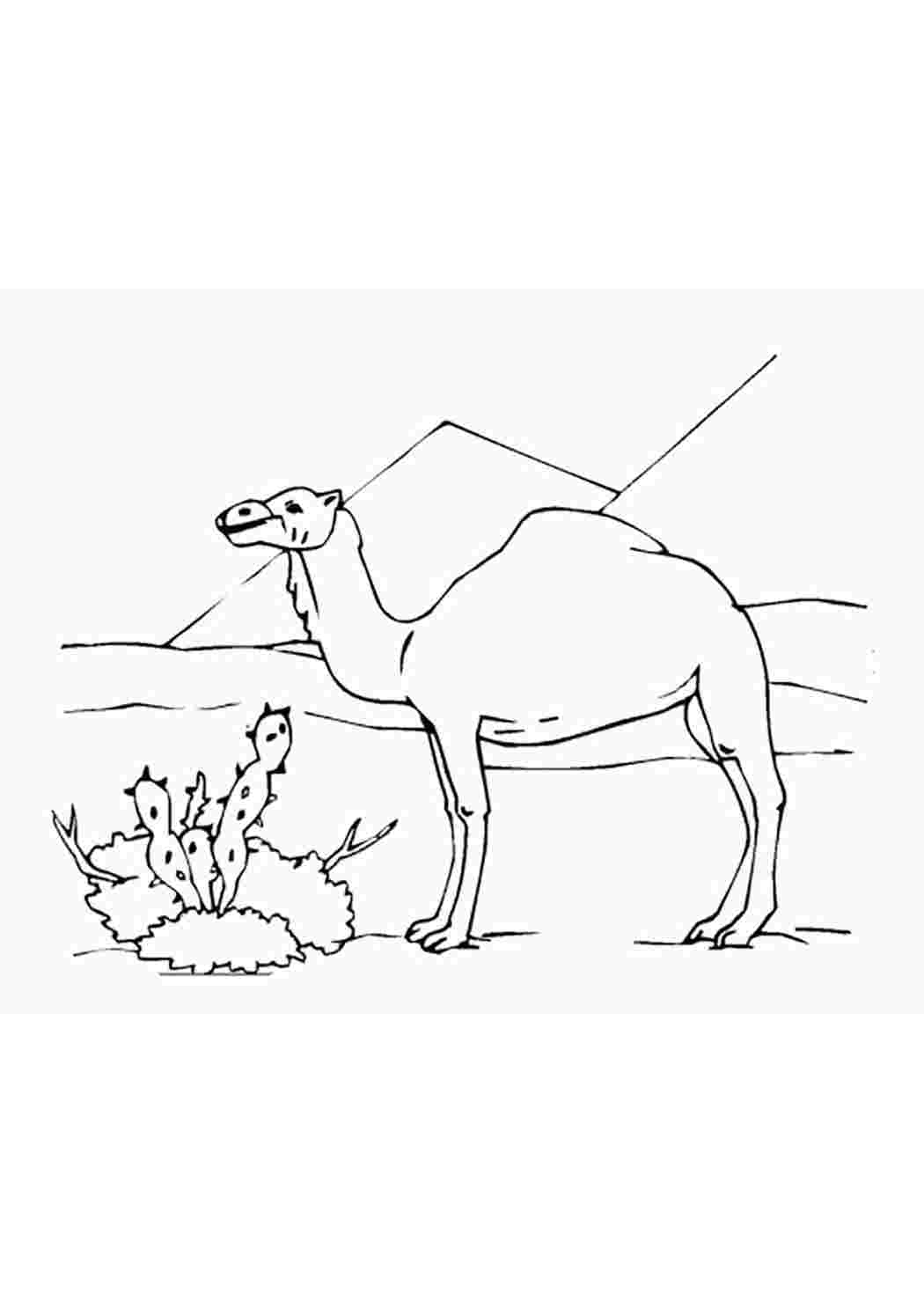 Раскраска верблюд в пустыне