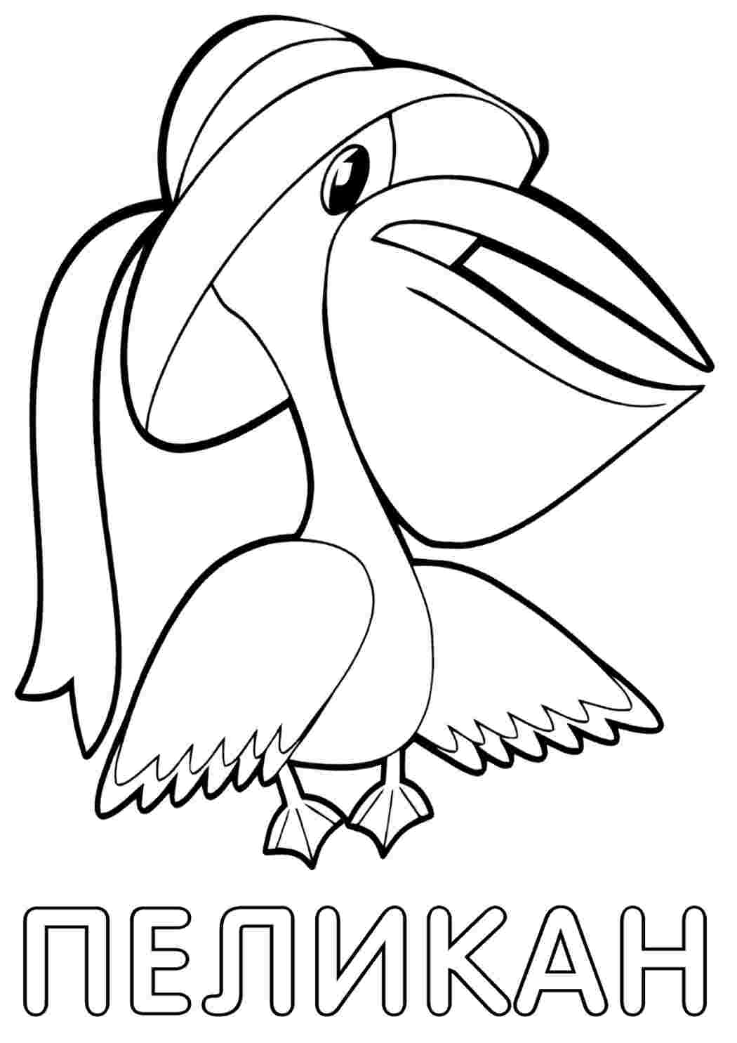 Раскраска птица Пеликан
