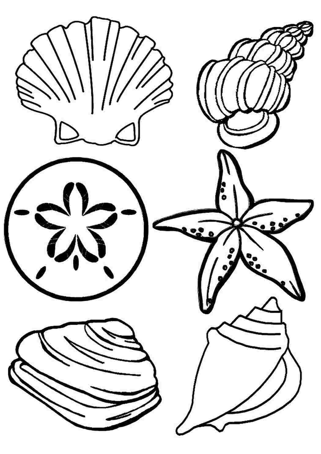 Морские ракушки раскраски для детей