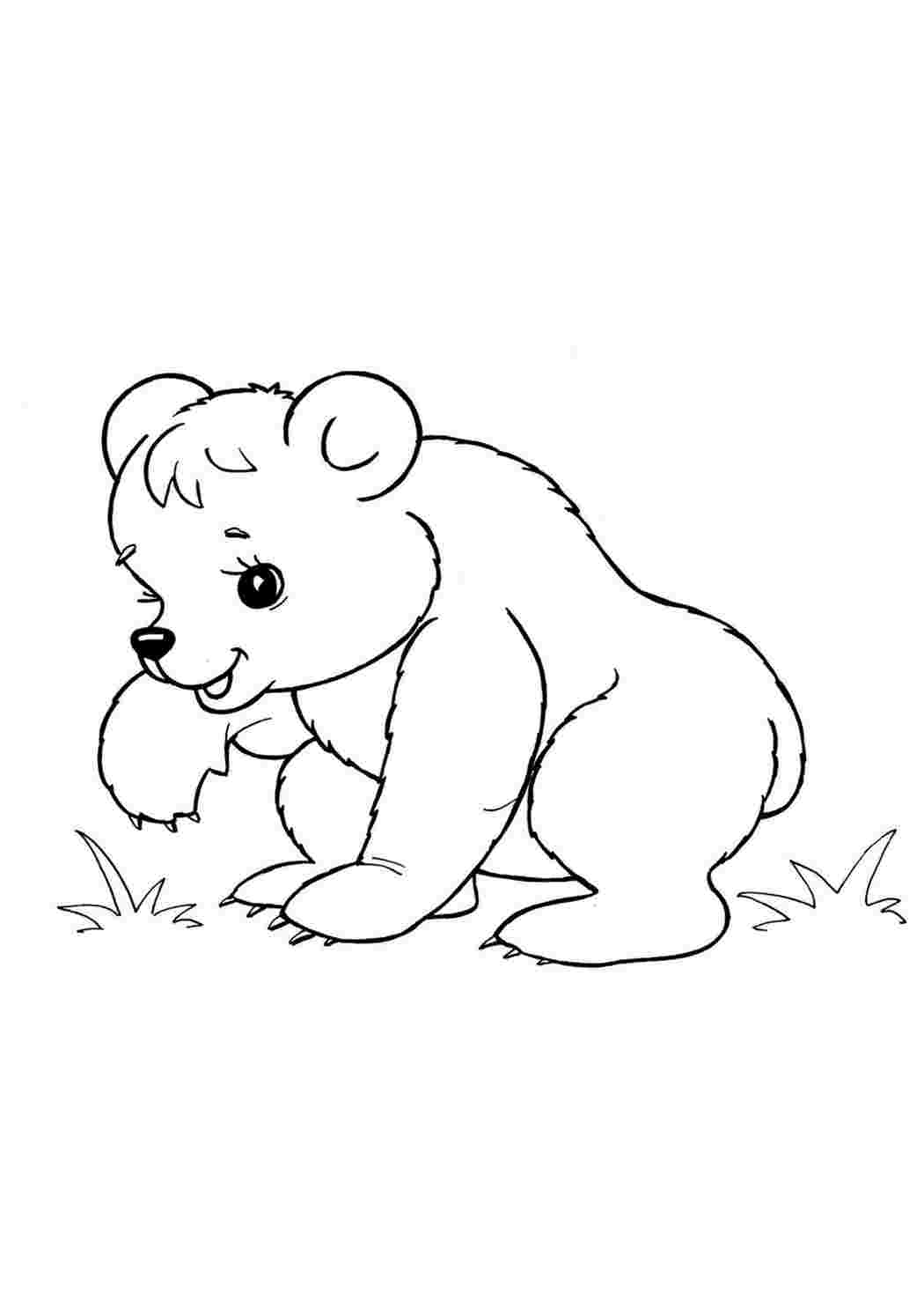 Распечатать раскраску диких животных. Раскраска. Медвежонок. Медведь раскраска. Раскраски животных для детей. Медведь раскраска для детей.