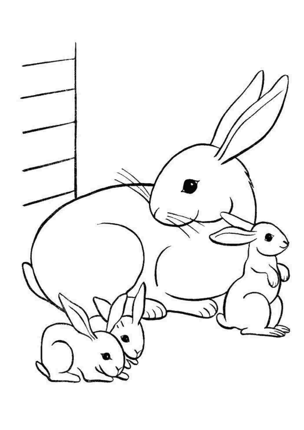 Раскраски кролики и зайчики
