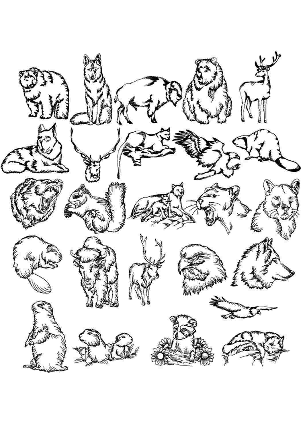 Много раскрасок на 1 листе. Раскраски. Животные. Маленькие рисунки животных. Раскраска "Дикие животные". Зарисовки диких животных.