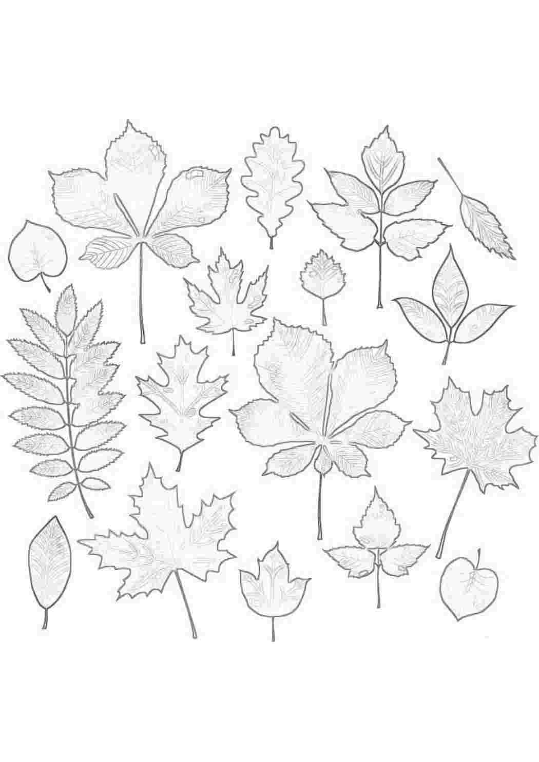 Чертеж листьев. Осенние листья для срисовки. Раскраска осень листья. Рисование листьями. Листья рисунок карандашом для срисовки.