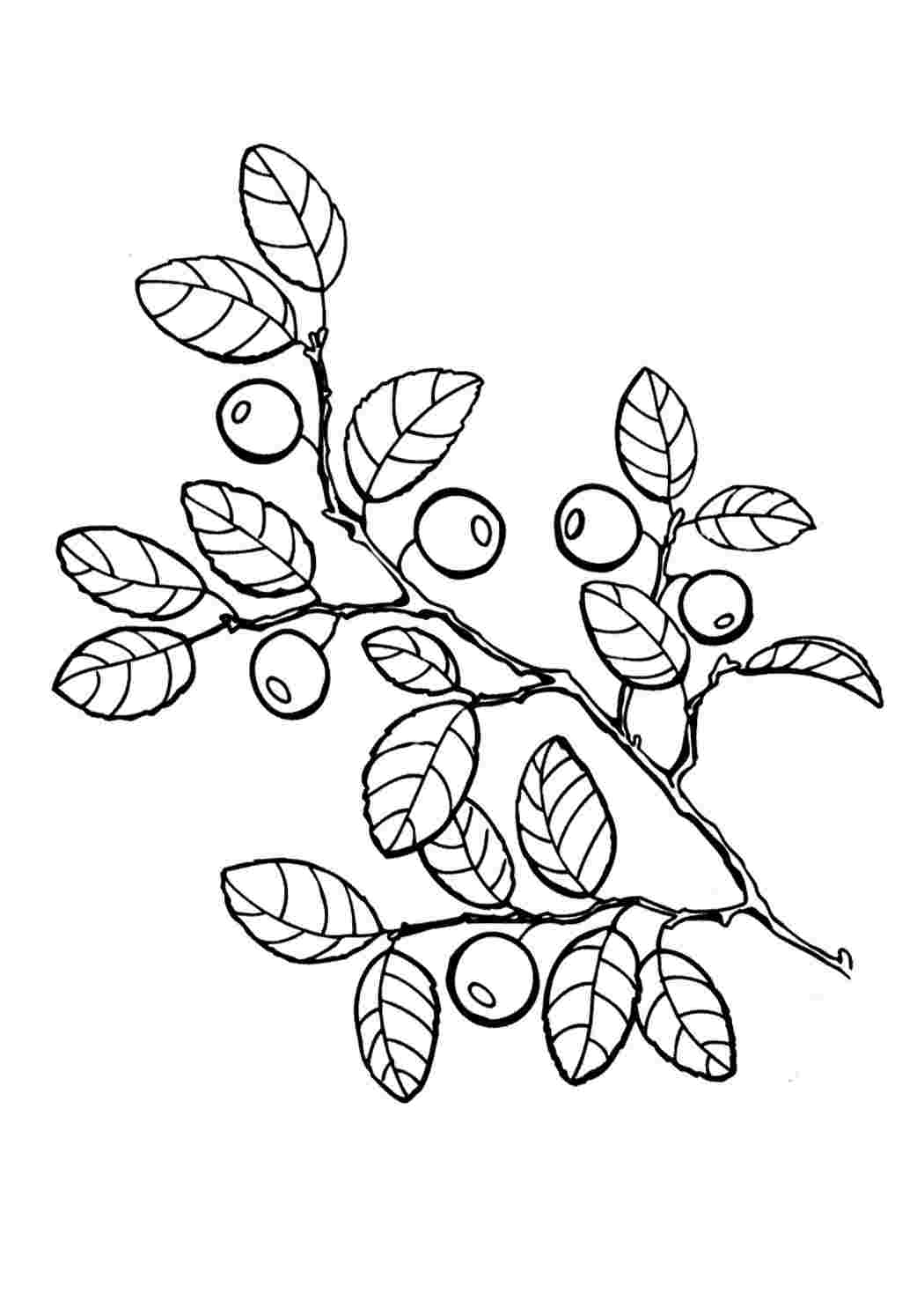 Рисунок брусники карандашом