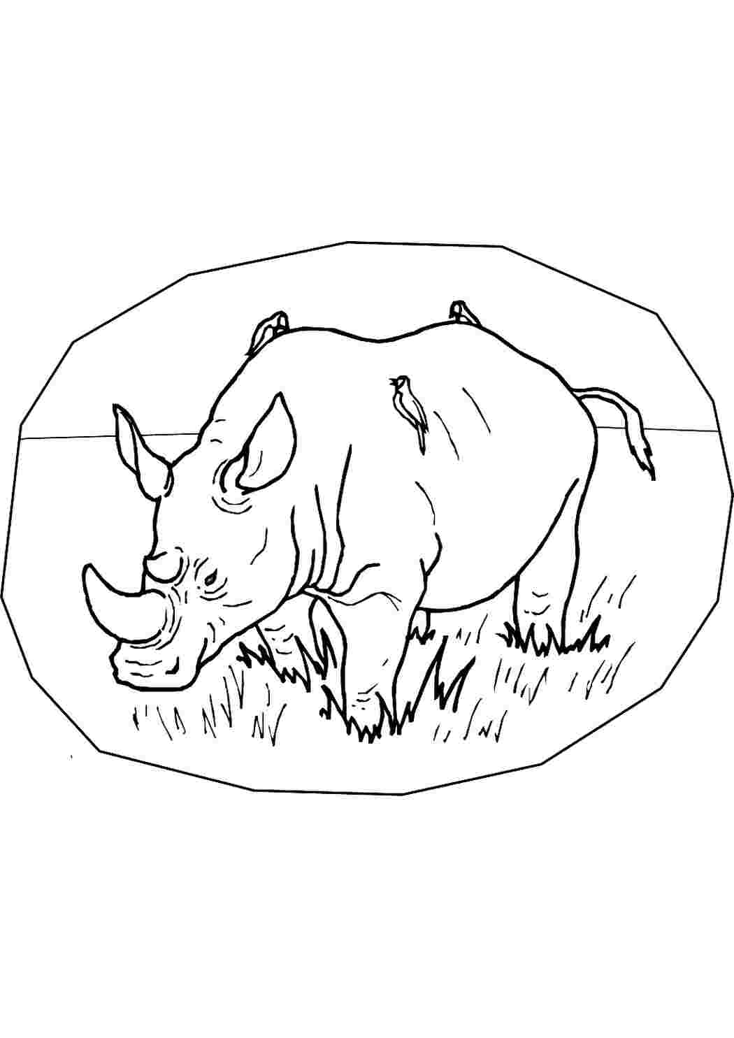 Белый носорог рисунок