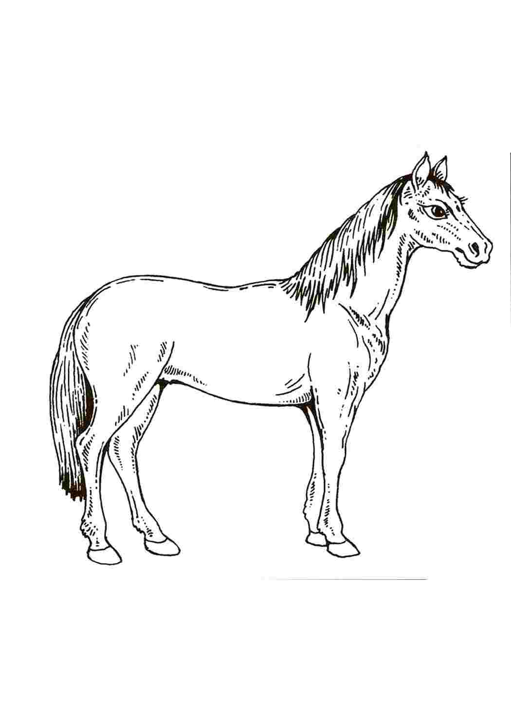 Раскраски животных лошадь