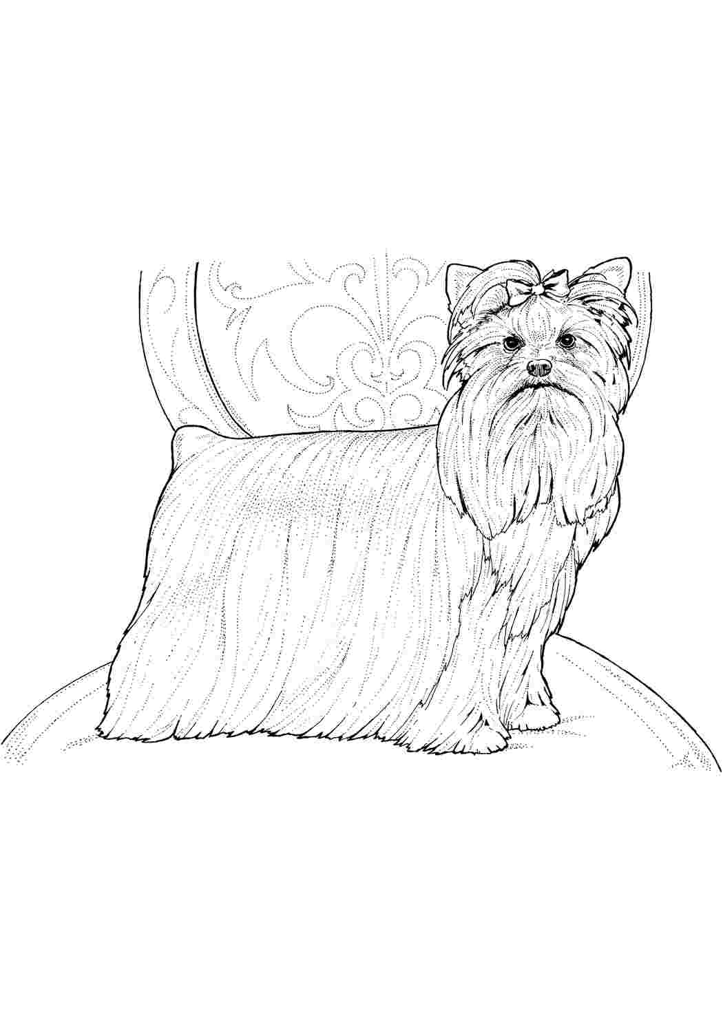 Рисунок собаки раскраска Йоркширский терьер