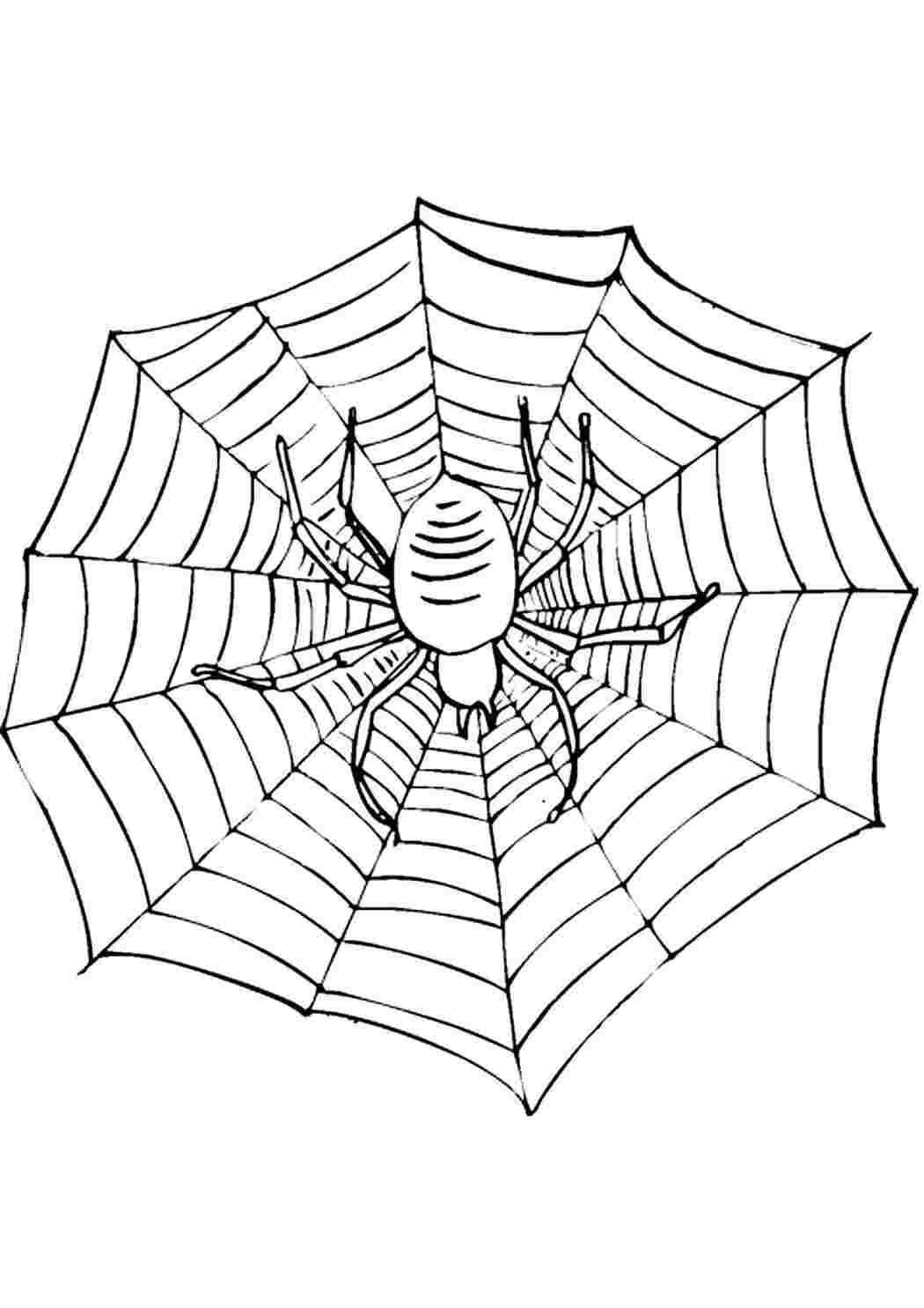Паук картинка раскраска. Паук раскраска. Паутина раскраска. Паук на паутине раскраска. Паук раскраска для детей.