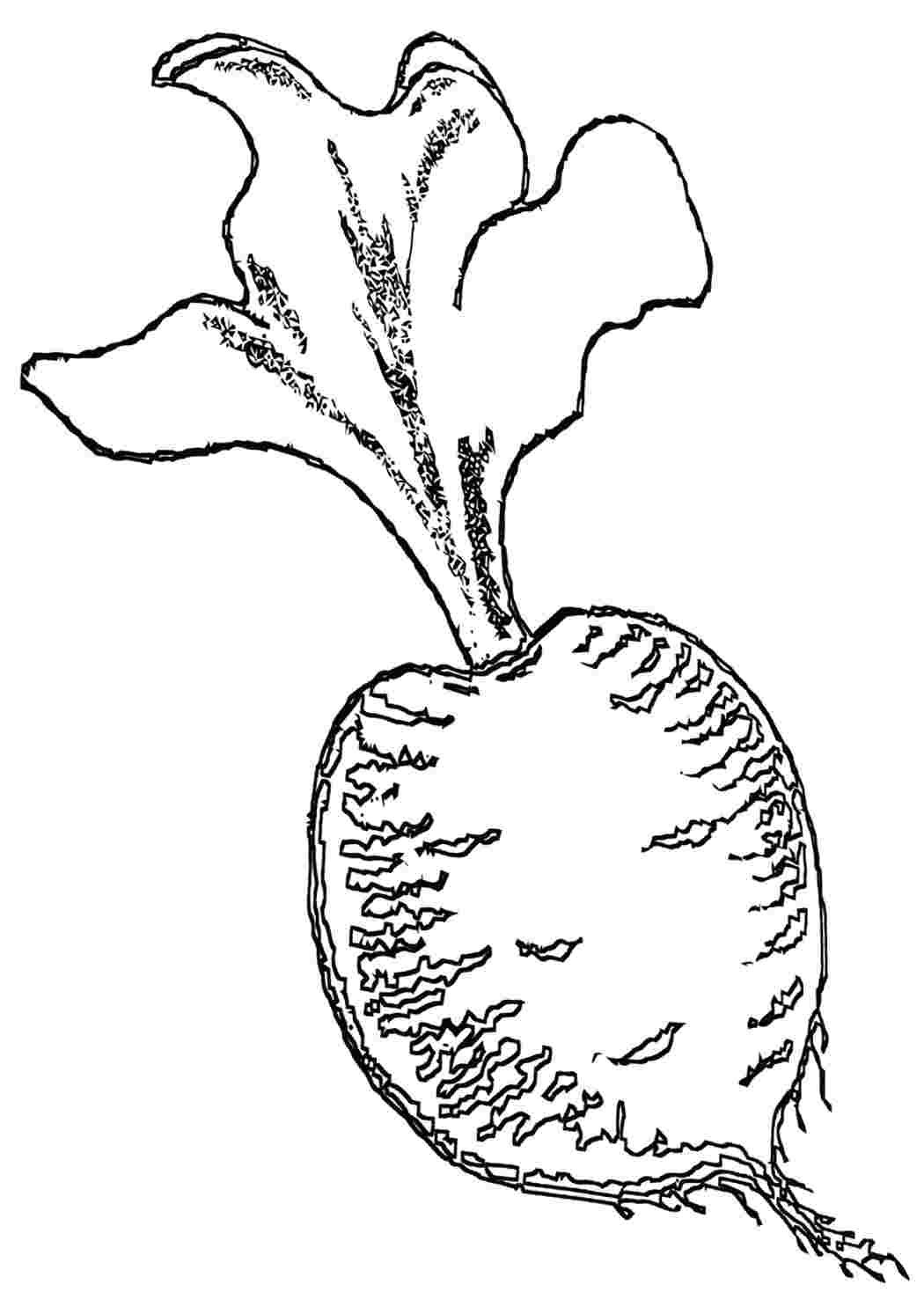 Рисунок сахарной свеклы
