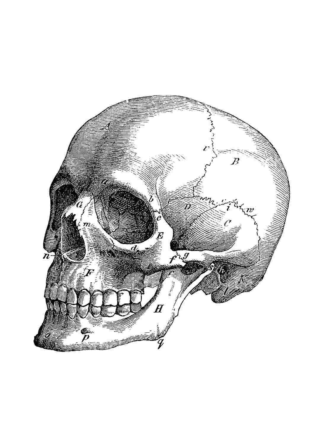 Схематичный череп