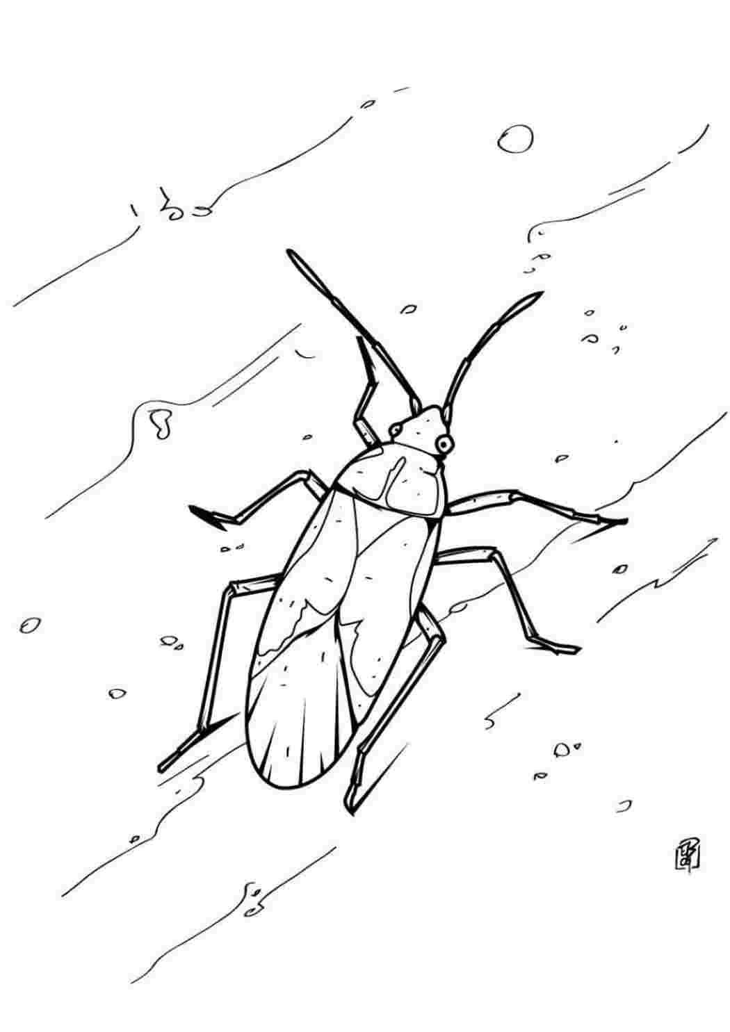 Клоп солдатик рисунок