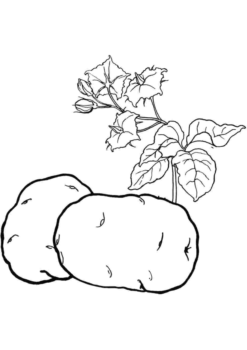 Картошка рисунок