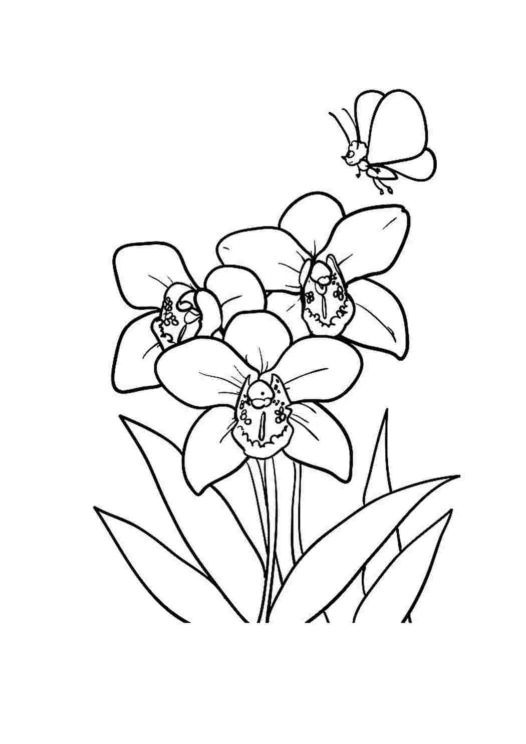 Раскраска Орхидея – Развивающие иллюстрации