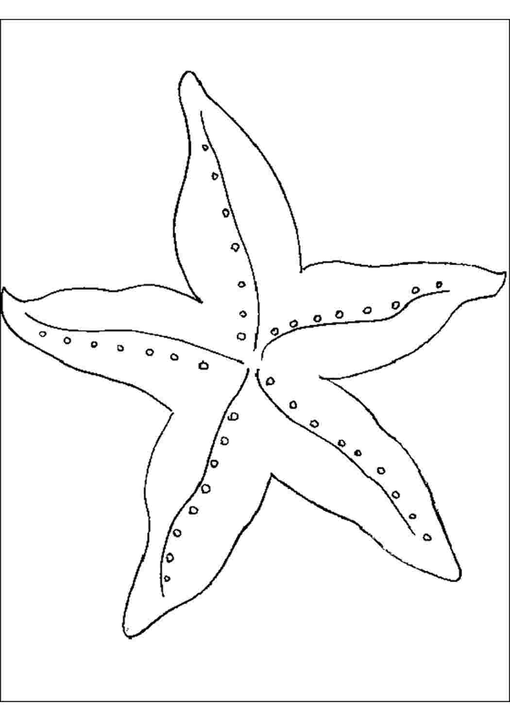 Морская звезда контур