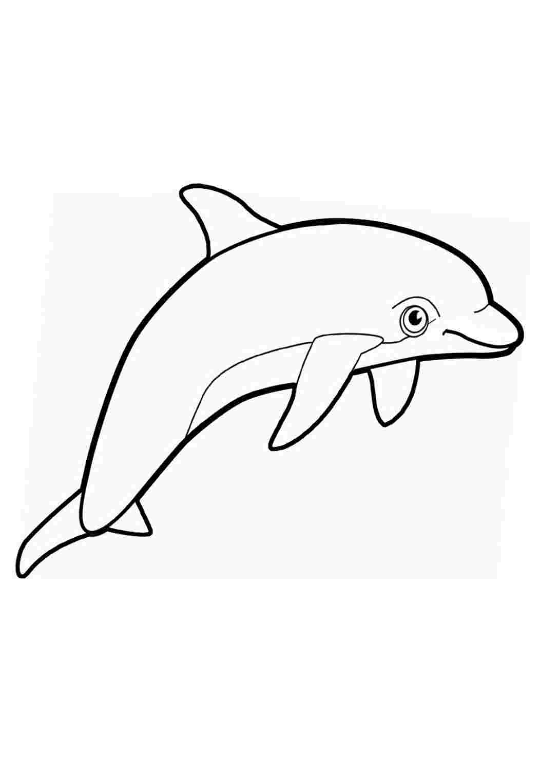 Контур дельфина для раскрашивания