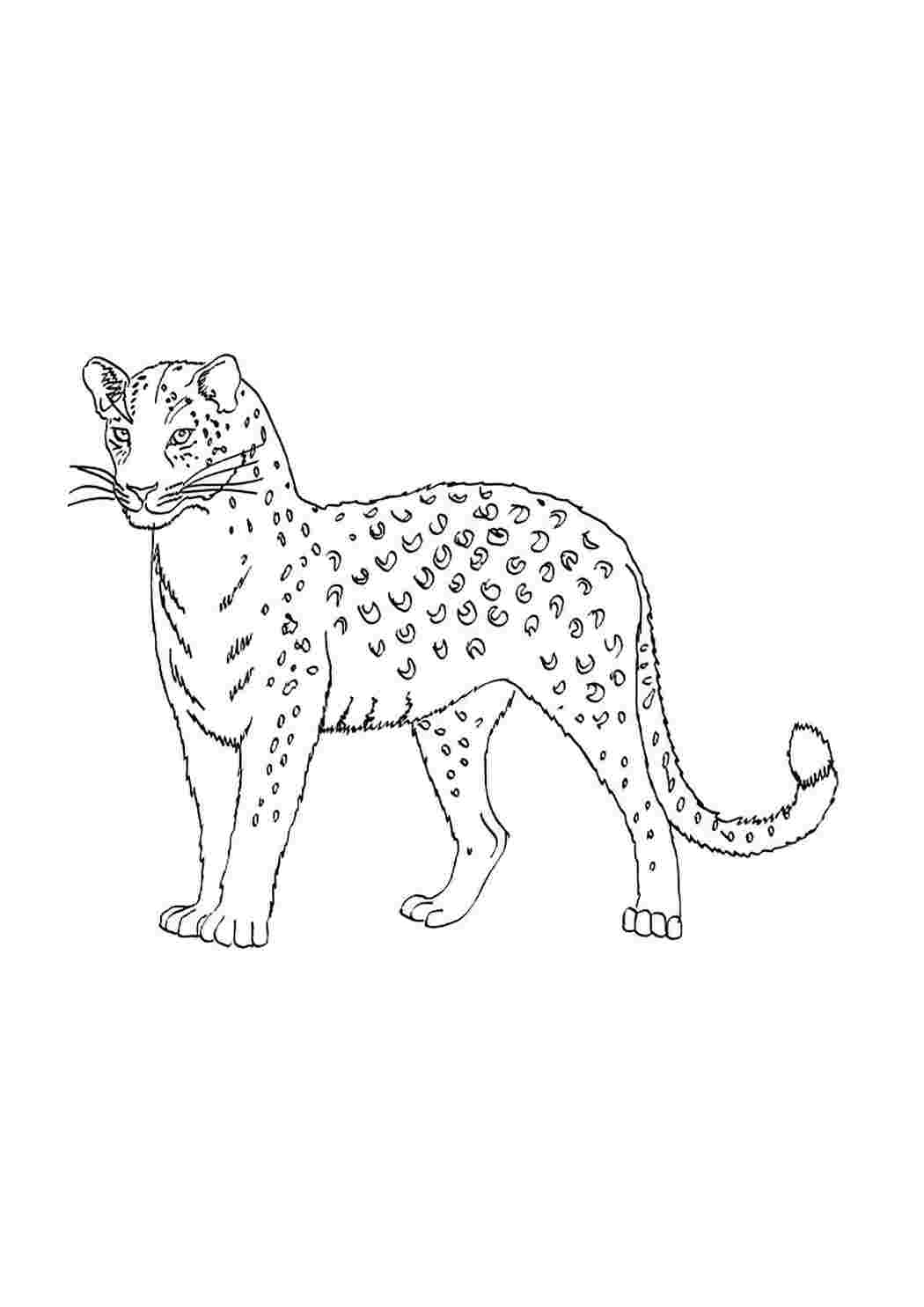 Рысь задания. Переднеазиатский леопард. Переднеазиатский леопард раскраска. Раскраска леопард. Снежный Барс раскраска для детей.