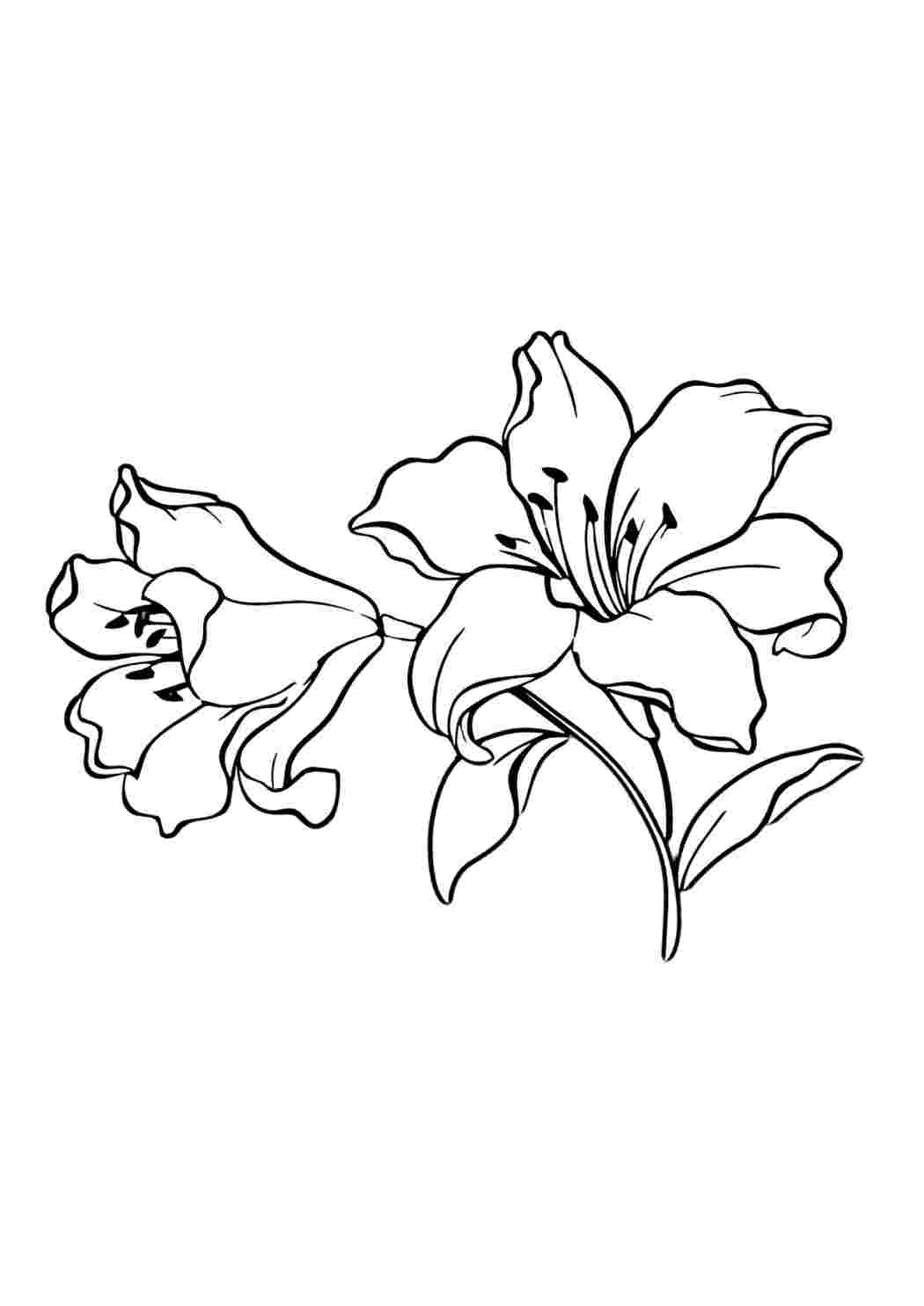 Раскраска антистресс красивый цветок – Математические картинки