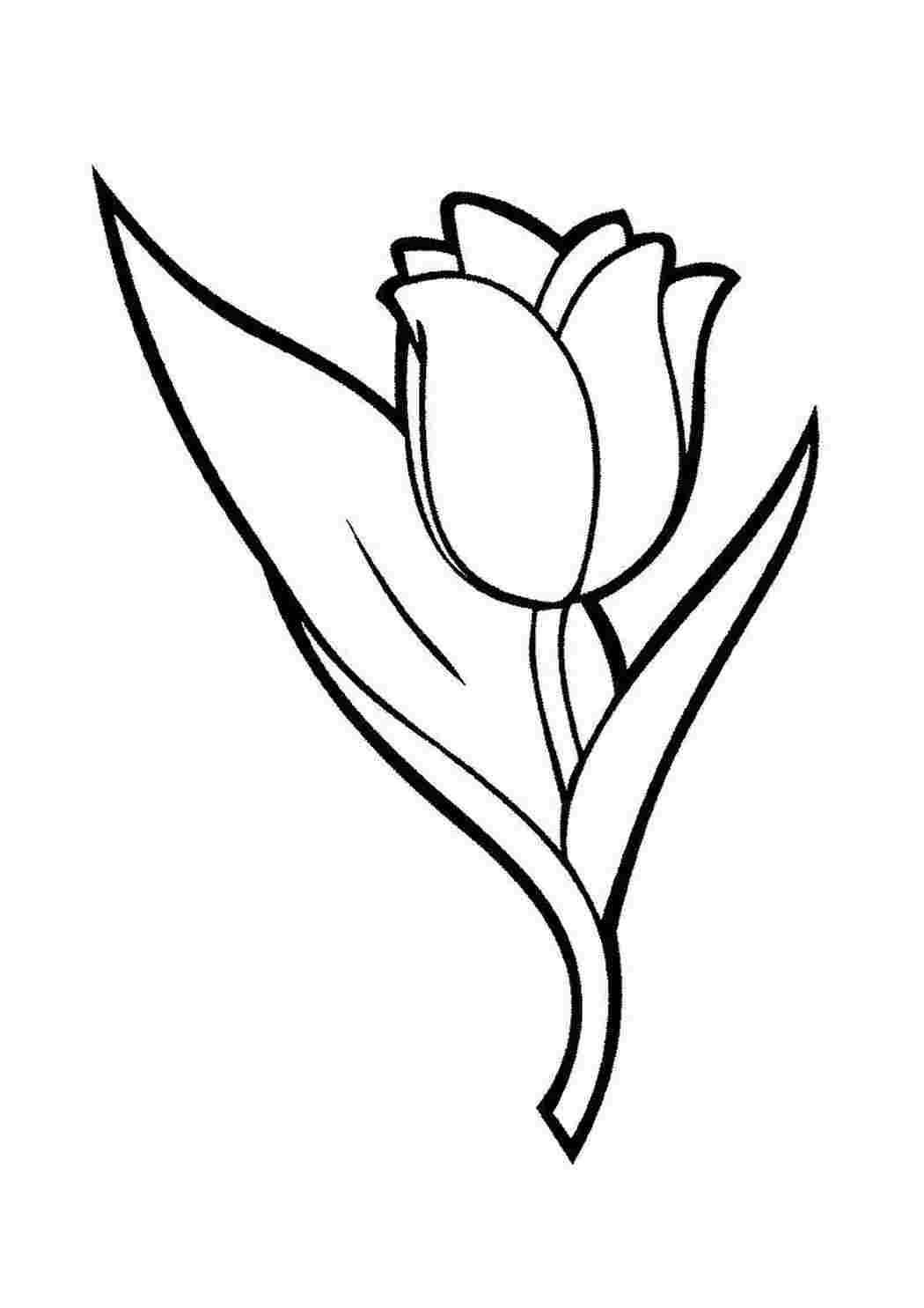 Как разукрасить тюльпан. Тюльпаны для раскрашивания для детей. Как разукрасить тюльпан. Тюльпан раскраска для детей. Тюльпаны карандашом.
