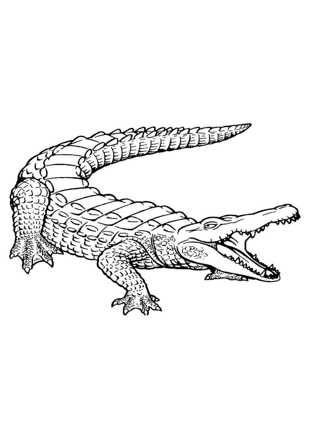 Раскраска крокодиловый сцинк для детей
