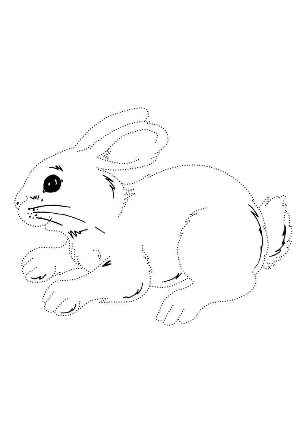 Беляк заяц рисунок карандашом