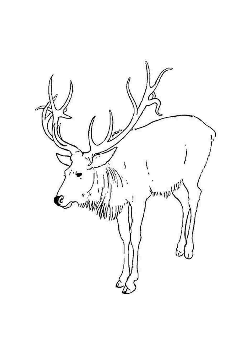 Шаблон оленя для вырезания на окно из бумаги Deer coloring pages, Reindeer drawi