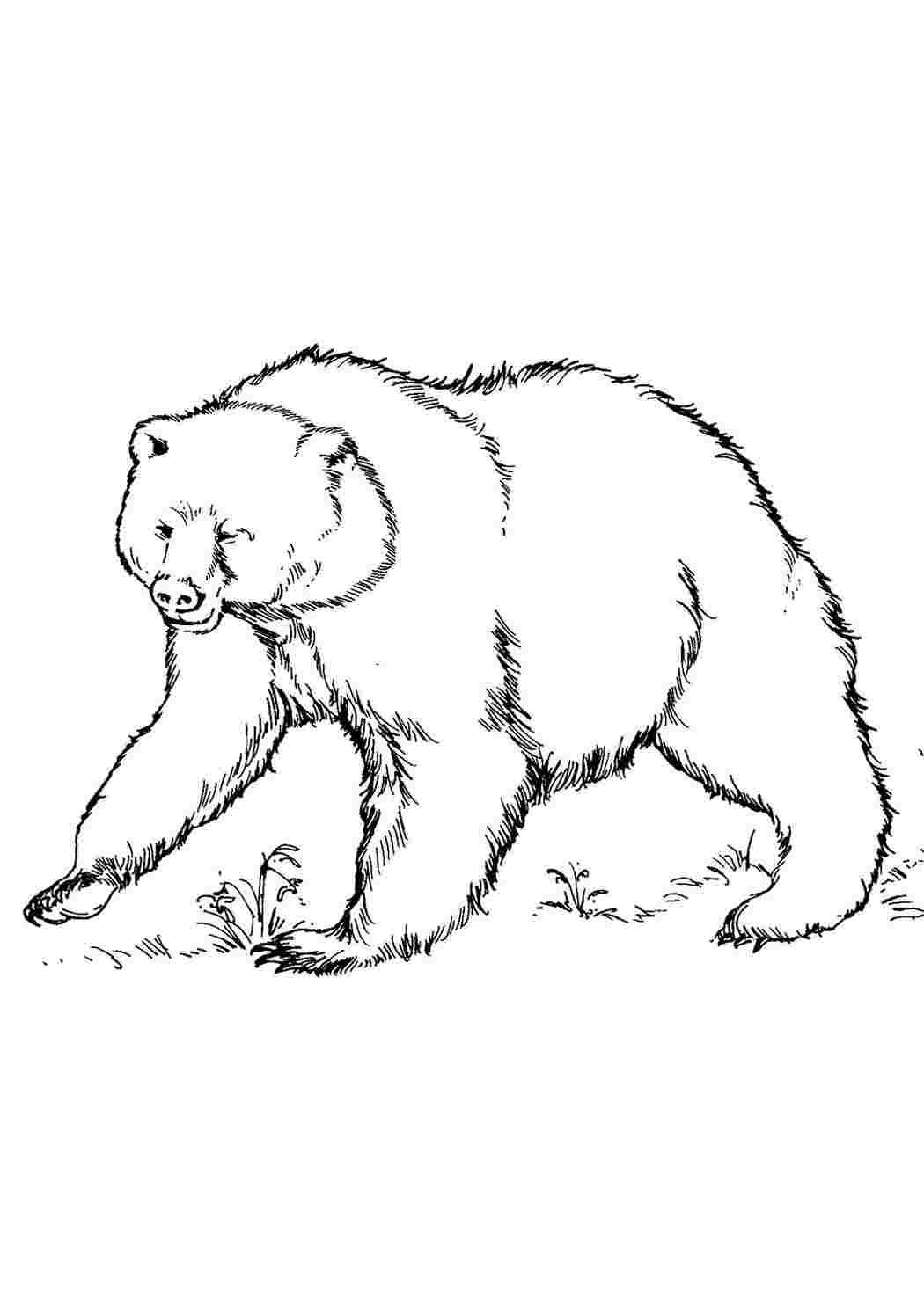 Гималайский медведь раскраска