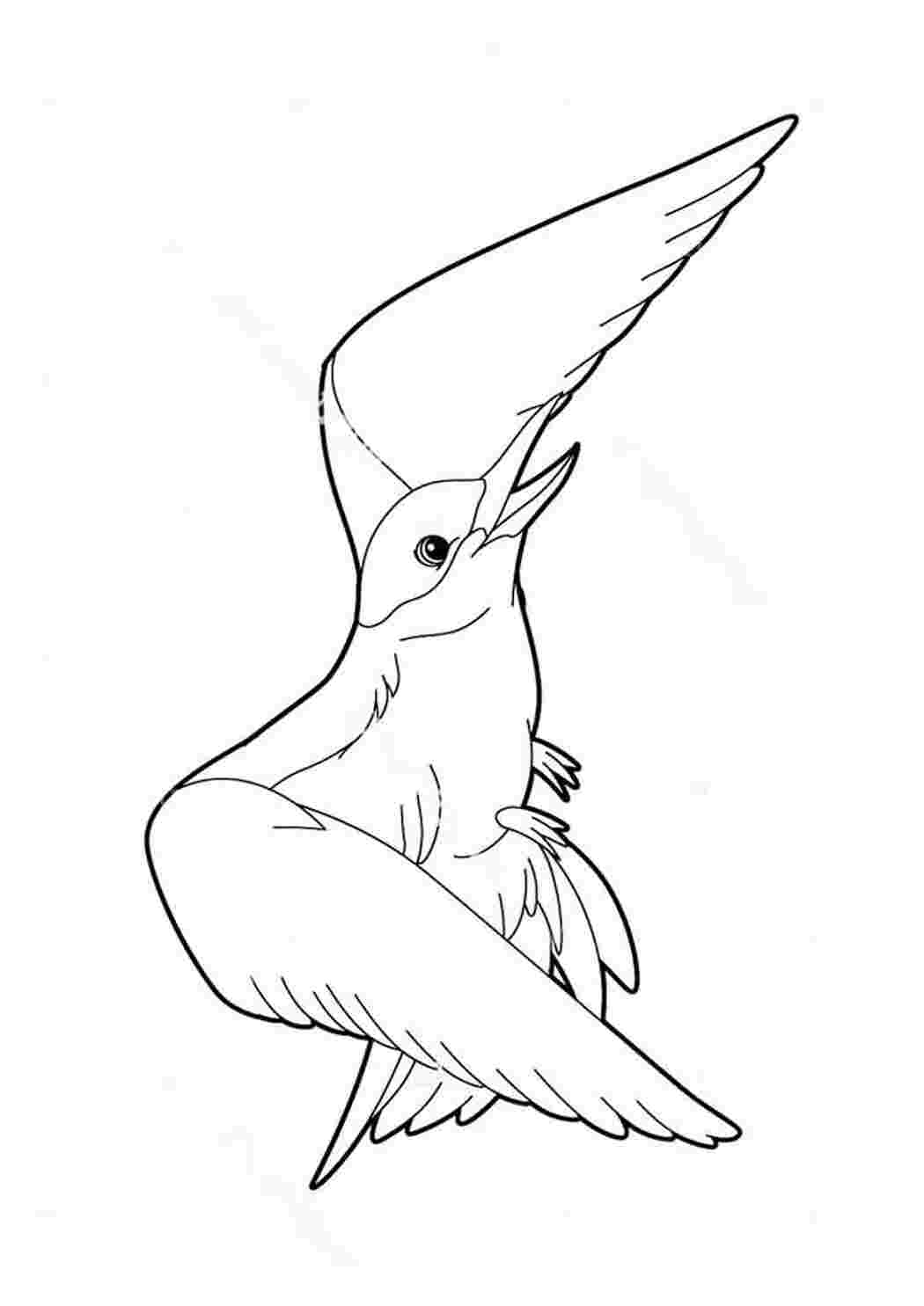 Альбатрос птица раскраска