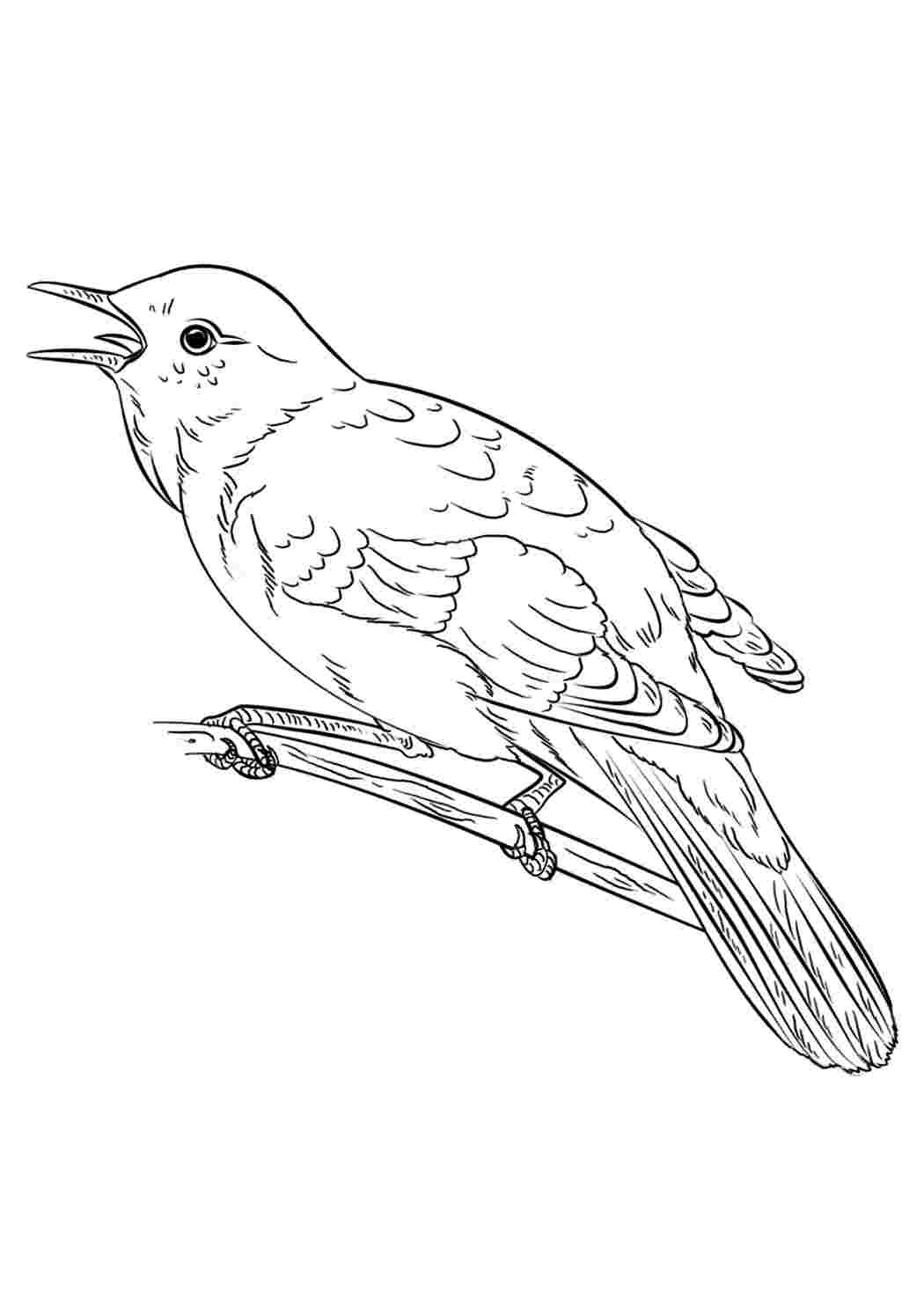 Раскраска Соловей птица
