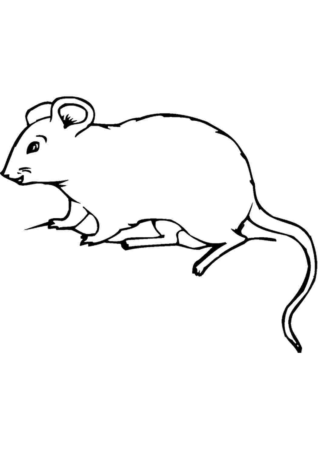Раскраска мышь распечатать. Мышь раскраска. Мышь раскраска для детей. Мышка раскраска для детей. Раскраска Миша.