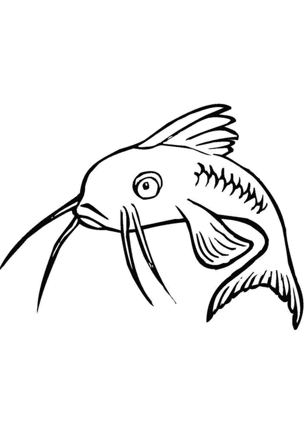 Раскраска рыба сом