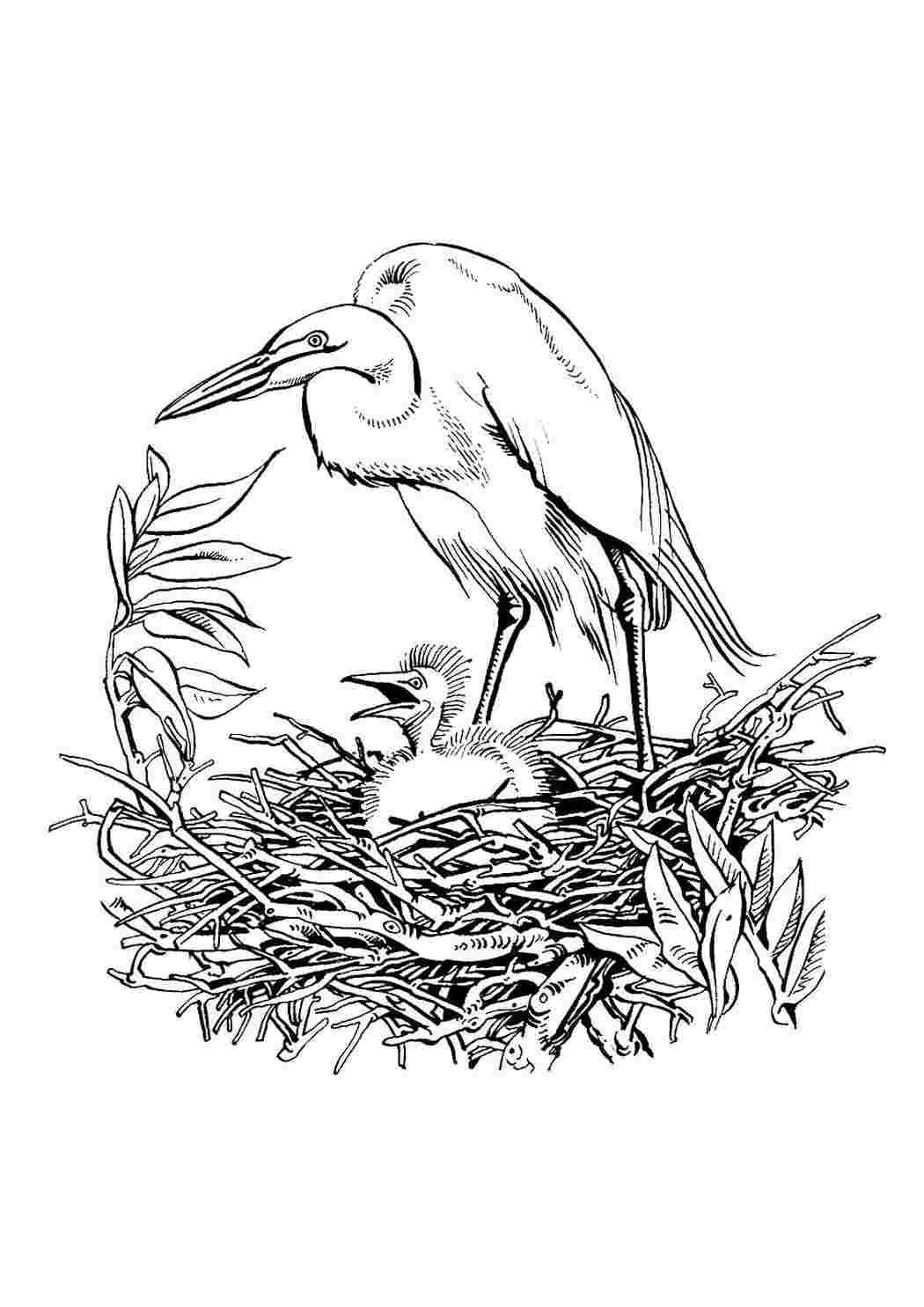 длинная птица рисунок. цапля раскраска для детей. цапля птица а синица прописи. журка пришвин рисунок раскраска. птица с длинными лапками вектор.