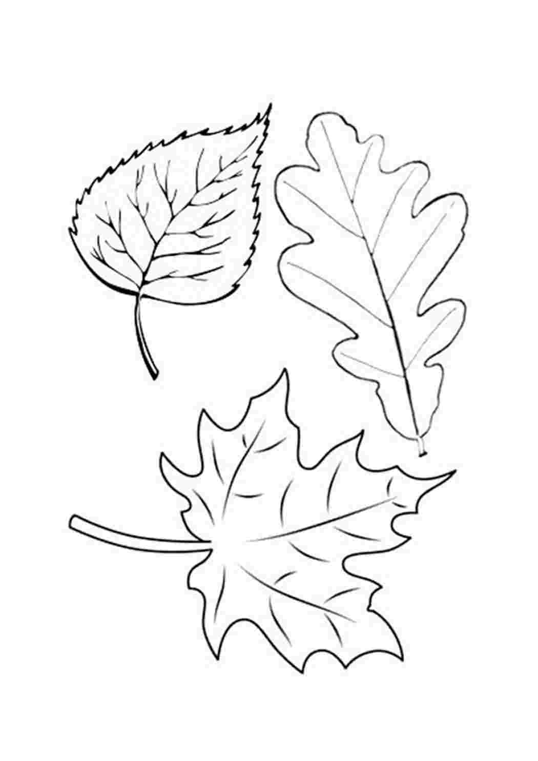 Осенние листья шаблоны для вырезания