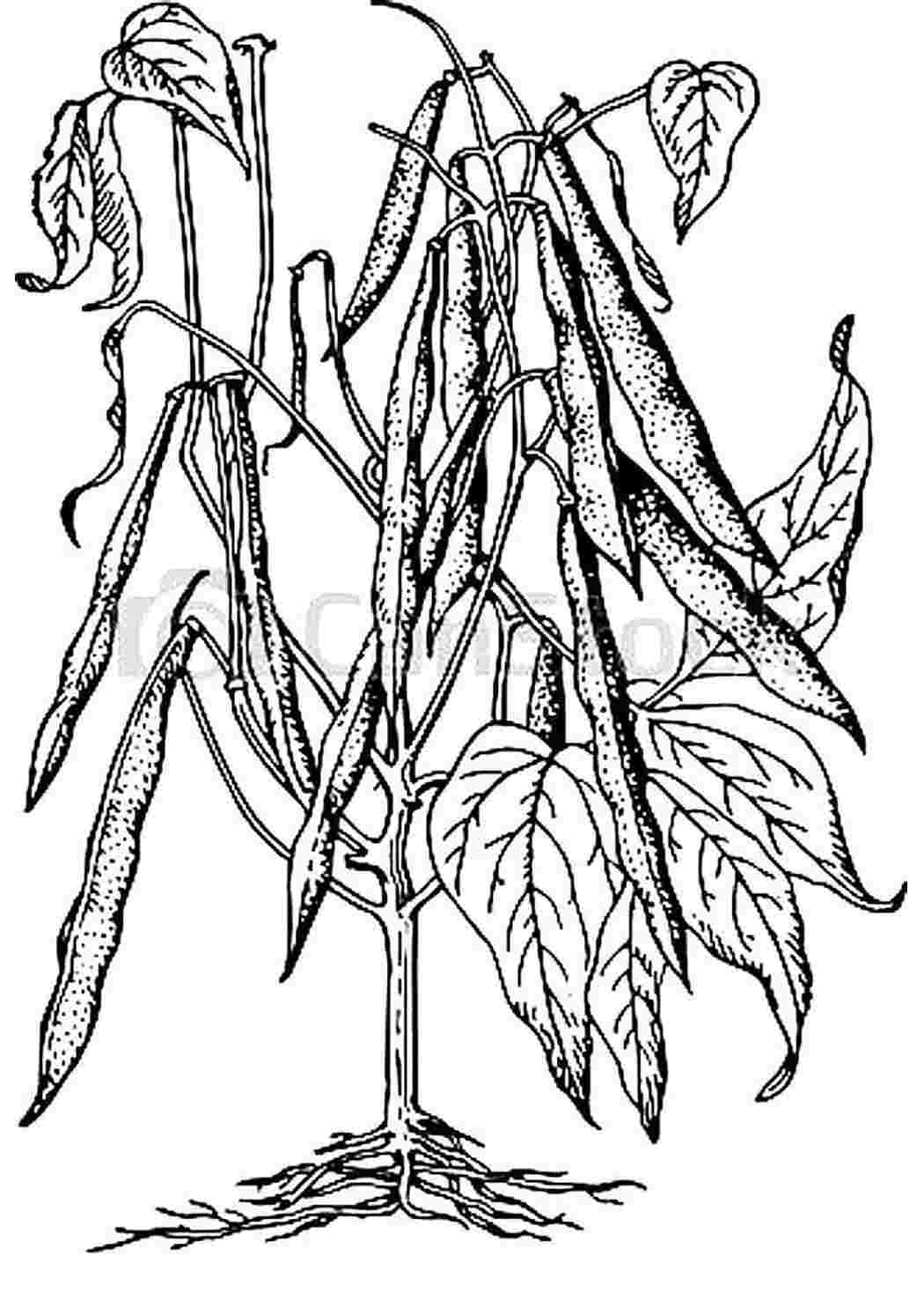 Раскраска фасоль растение