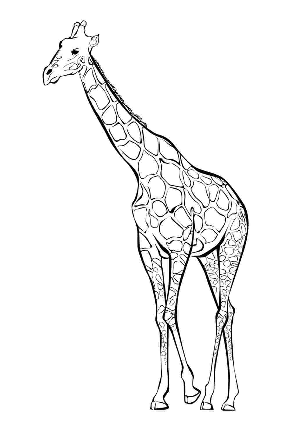 Разукрашка Жираф