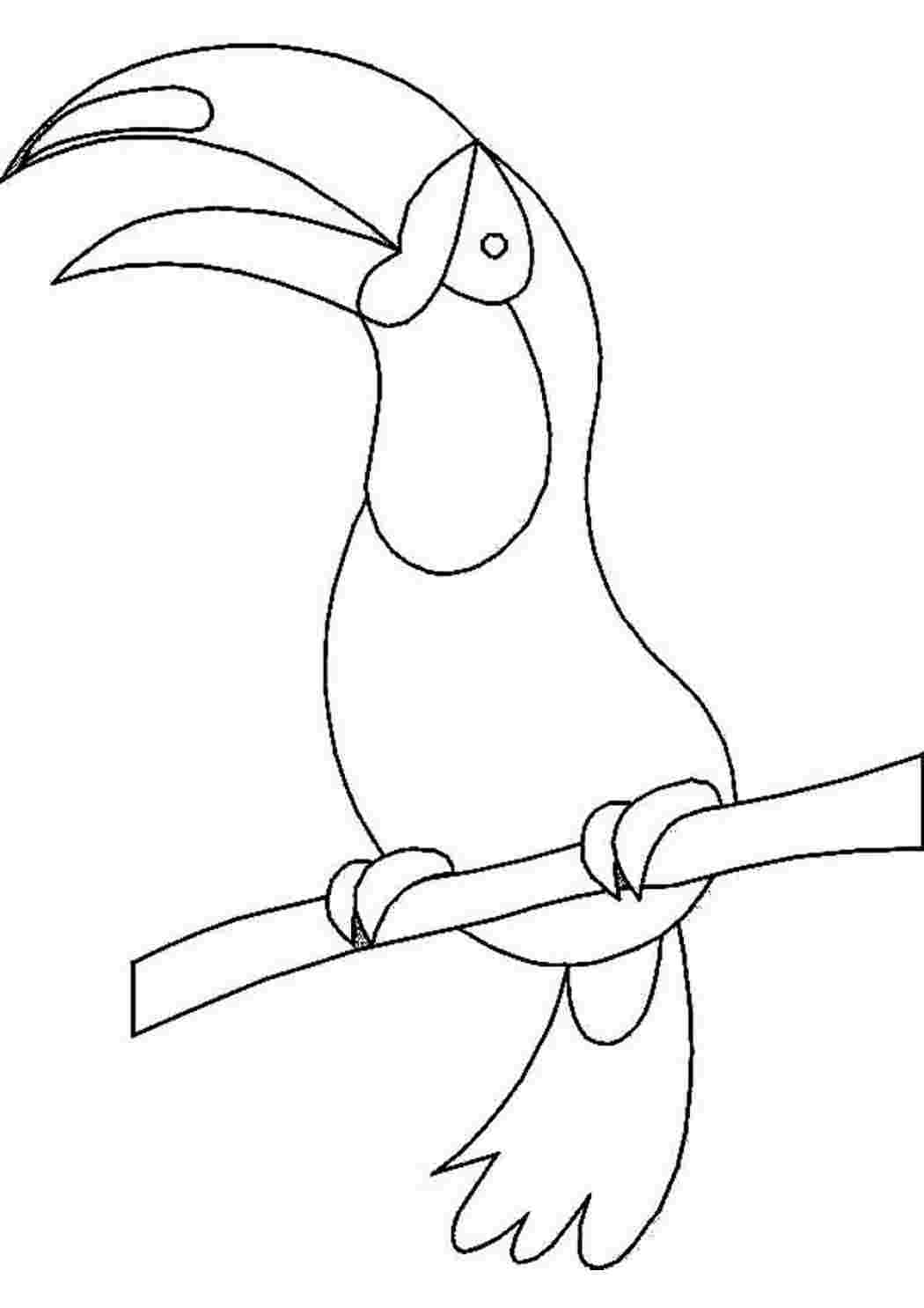 Раскраска попугай Тукан