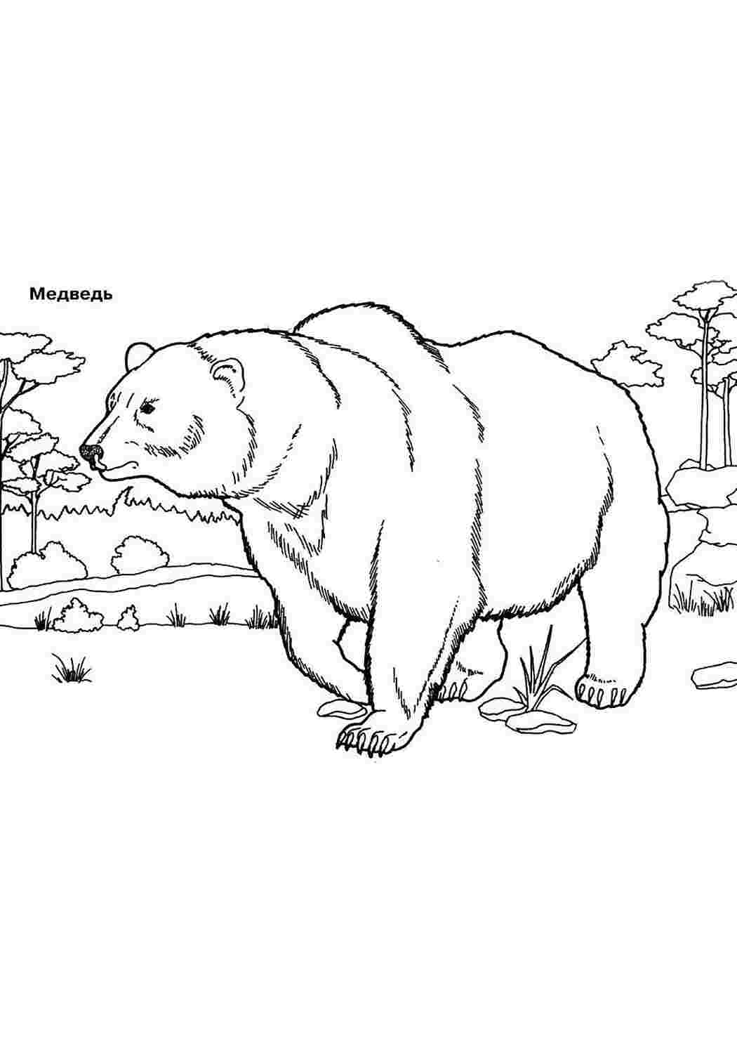 Раскраски Медведица С Медвежатами