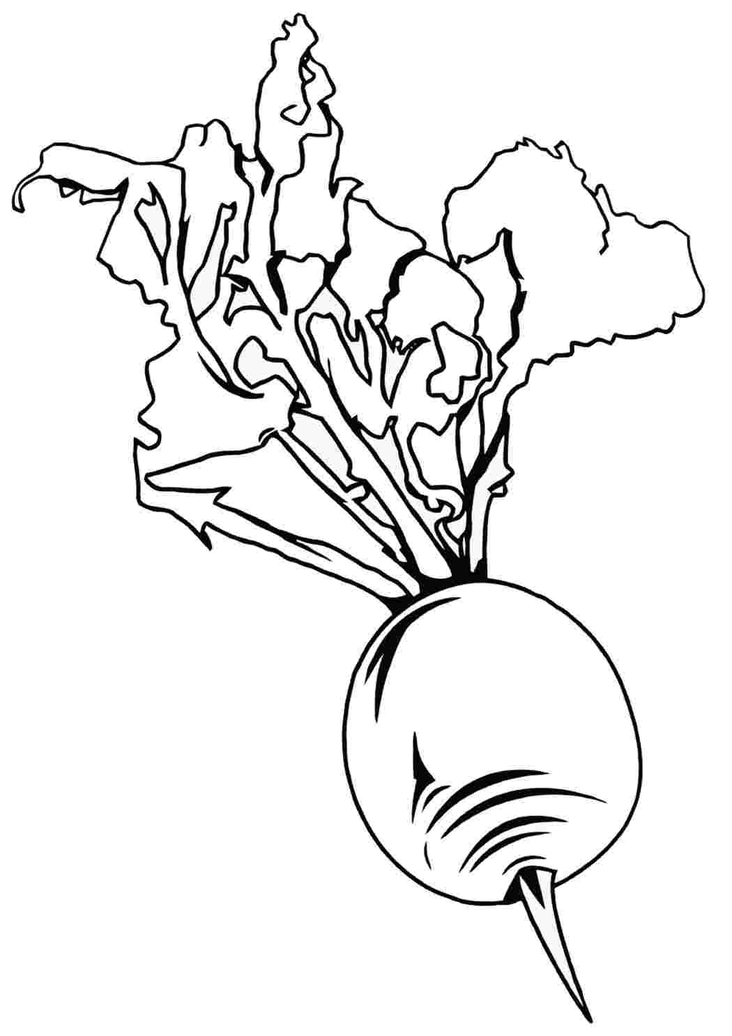 Свекла раскраска картинка для детей