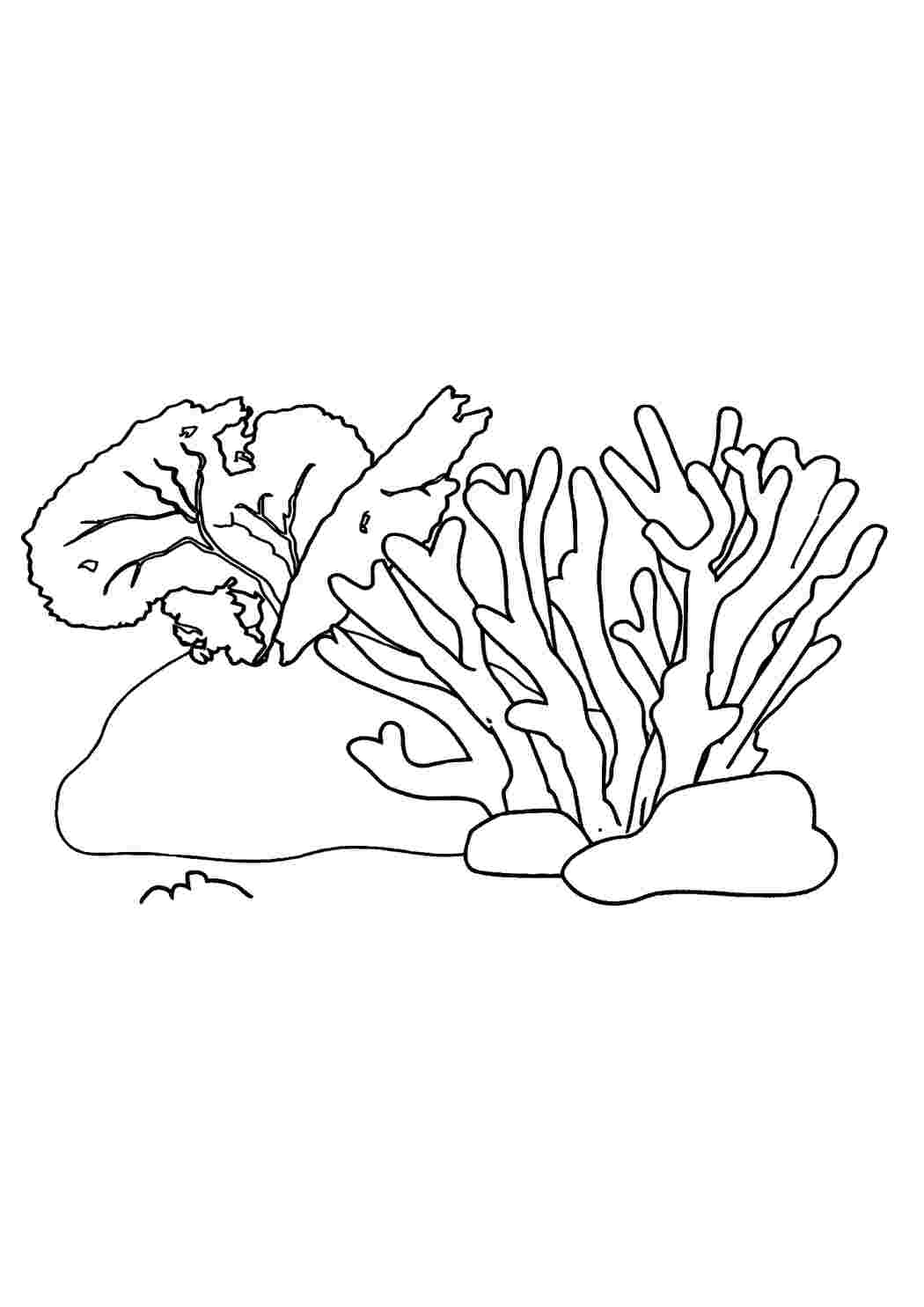 Морские кораллы раскраска