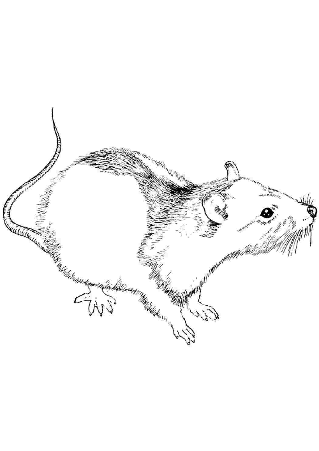 Рис мыши. Крыса раскраска. Крыса картинка раскраска. Раскраска мышка. Раскраска Грызуны.