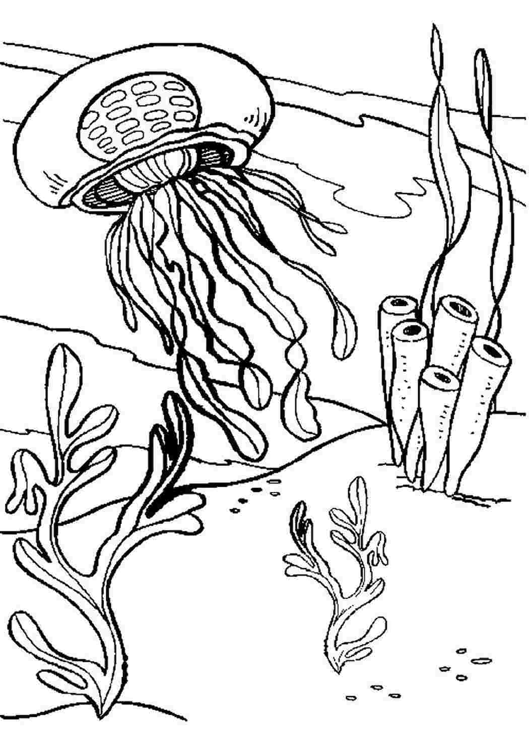 Морские обитатели медуза раскраска