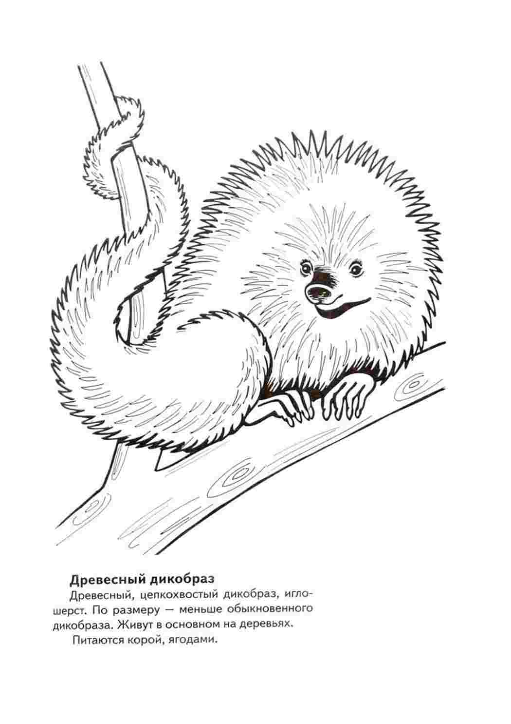 Раскраска животные красной книги