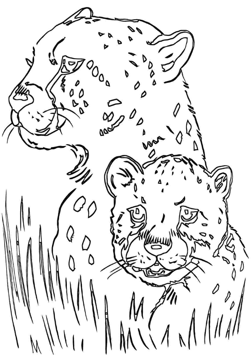 Раскраска гепард с детенышами