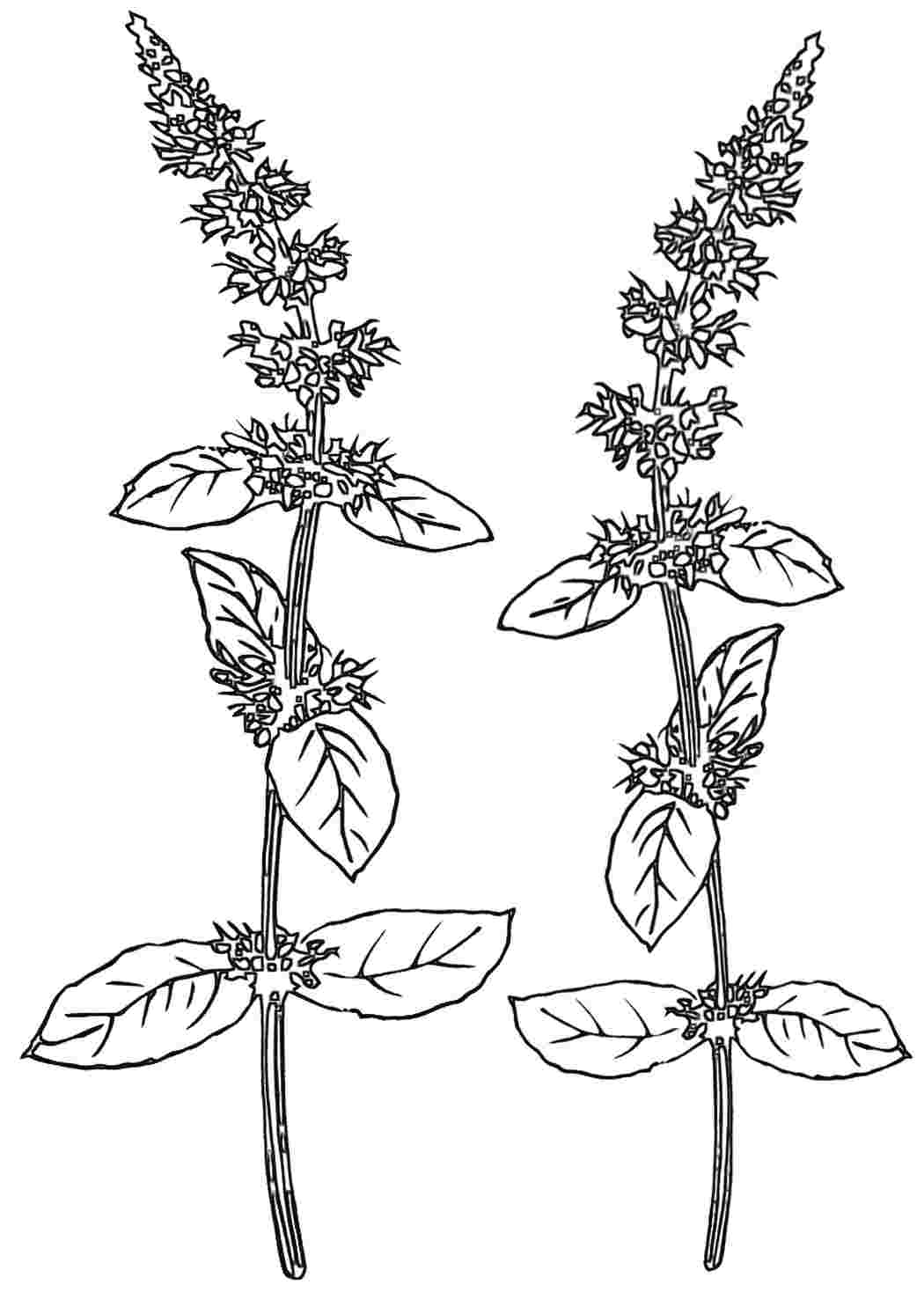Мелисса рисунок растения